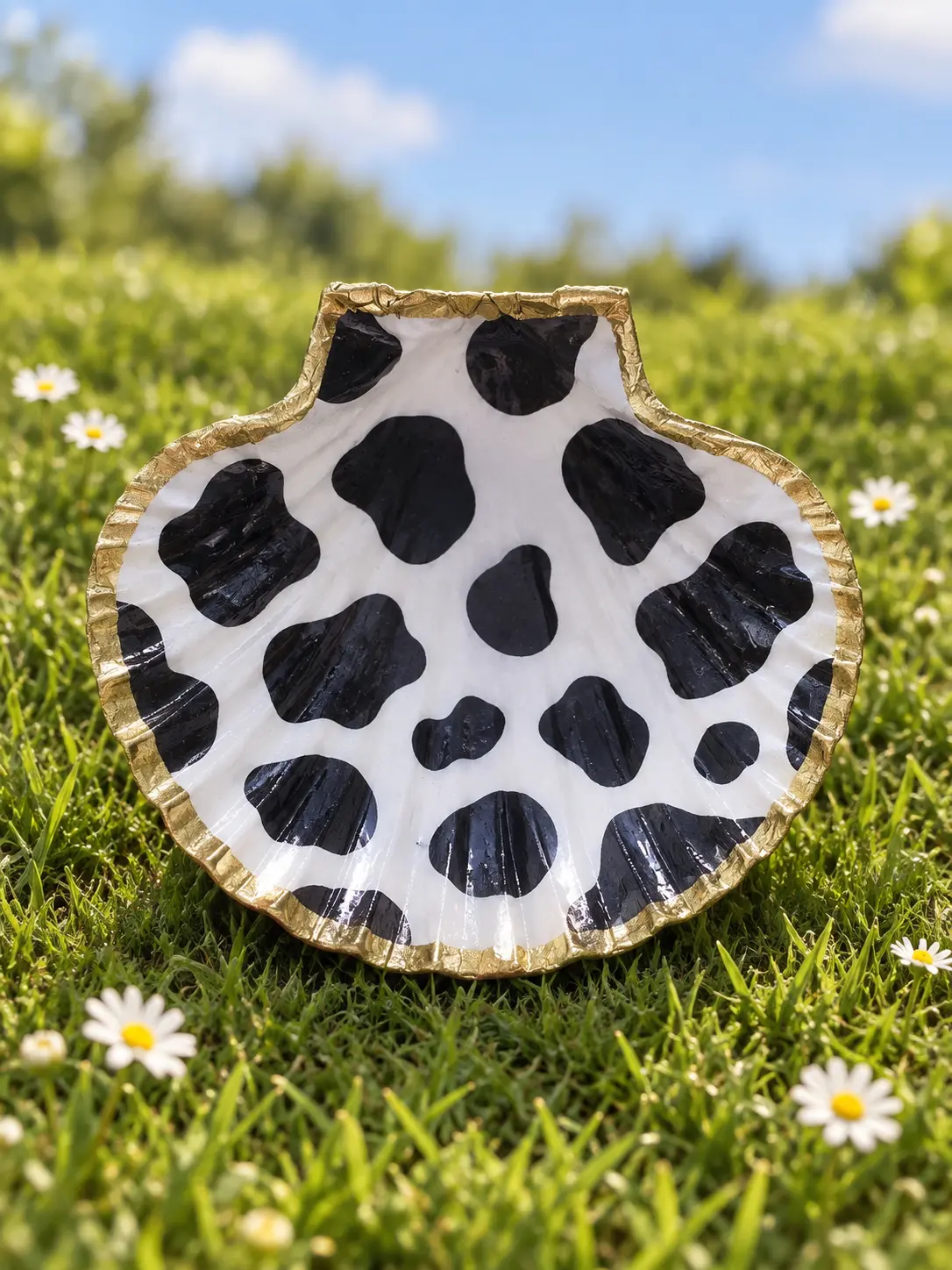 Coquille Saint-Jacques blanche à taches noires façon vache, bordure dorée, posée dans l'herbe.